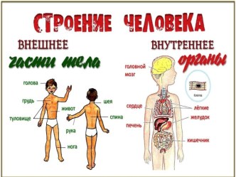 Урок окружающего мира по теме Организм человека. план-конспект урока по окружающему миру (3 класс) Урок окружающего мира по теме Организм человека.