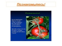 pomidor chast 1