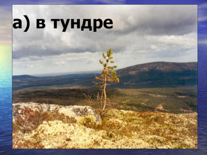 9. Где берёзы по колено и толщиной с карандаш?а) в тундре