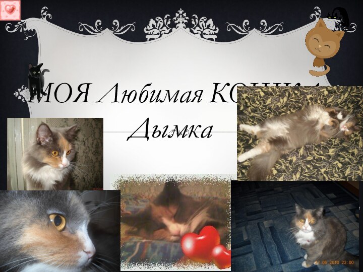 Моя Любимая кошка       Дымка