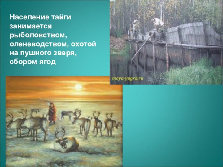 Население тайги занимается рыболовством, оленеводством, охотой на пушного зверя, сбором ягод