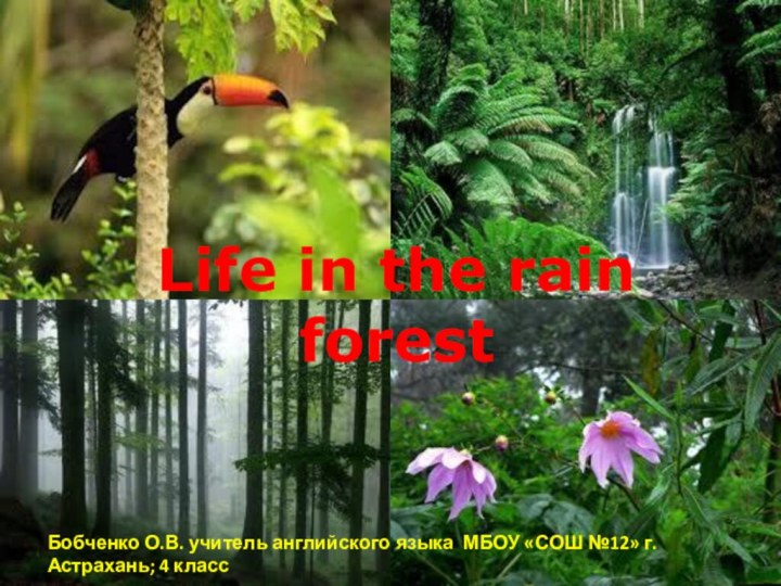 Life in the rain forestБобченко О.В. учитель английского языка МБОУ «СОШ №12» г. Астрахань; 4 класс