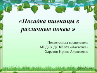 Презентация Посадка пшеницы в различные почвы  презентация