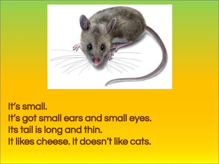 It’s small. It’s got small ears and small eyes. Its tail is