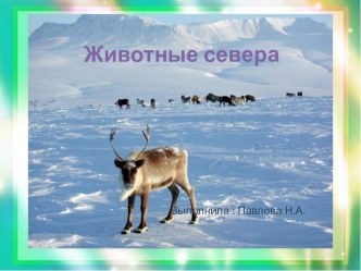 Слайд презентация Животные севера материал (подготовительная группа)
