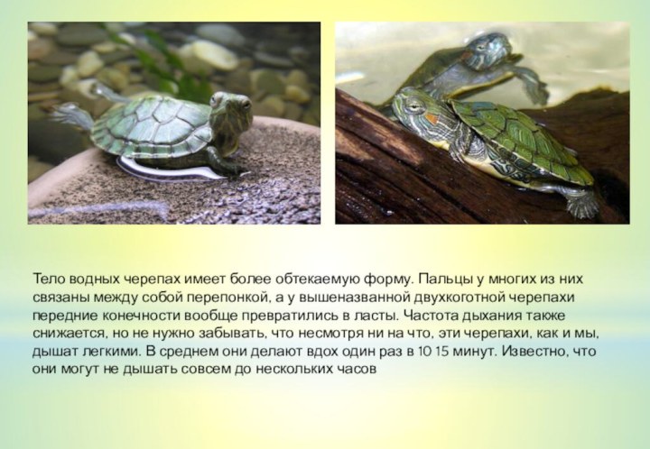 Тело водных черепах имеет более обтекаемую форму. Пальцы у многих из них