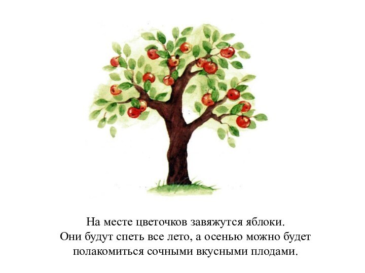 На месте цветочков завяжутся яблоки. Они будут спеть все лето, а осенью