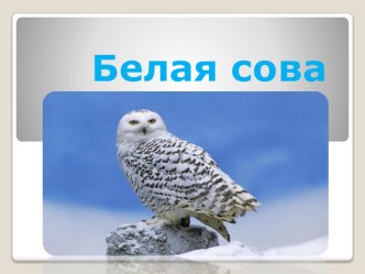 презентация Полярная сова презентация