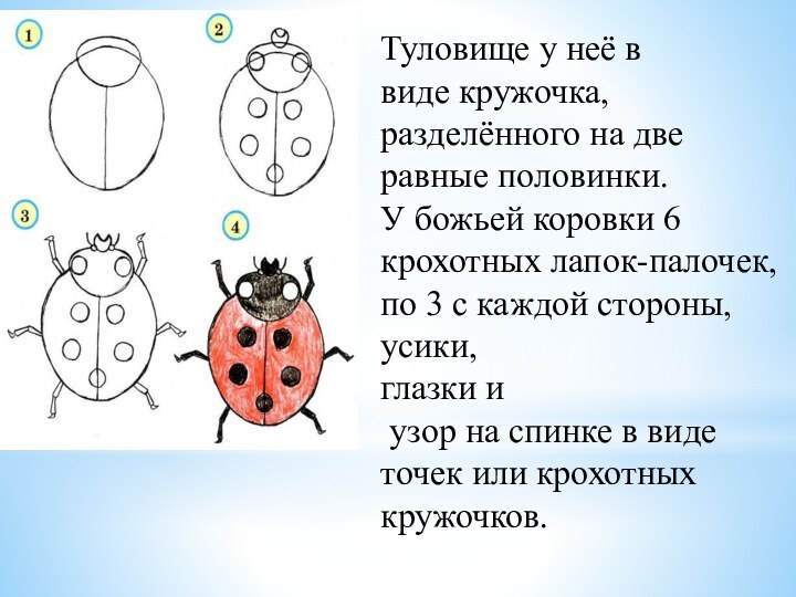 Туловище у неё в виде кружочка, разделённого на две равные половинки.