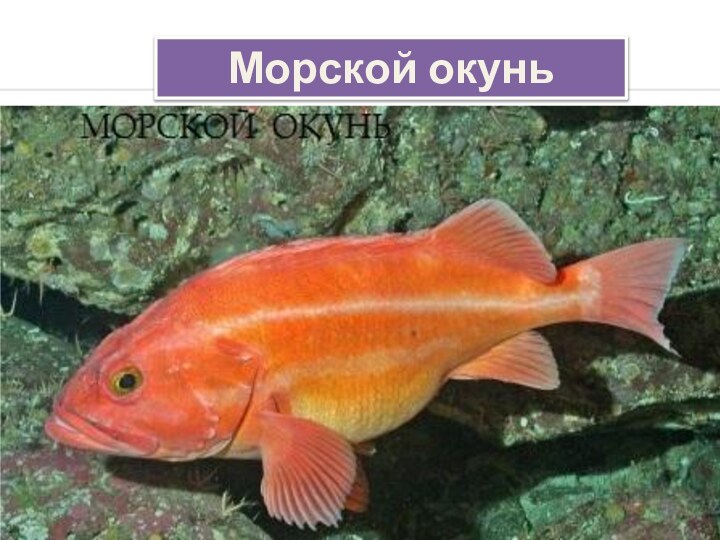 Морской окунь