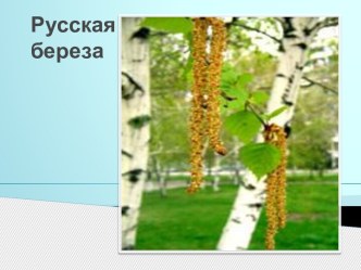 Презентация к НОДу Люблю березку русскую презентация занятия для интерактивной доски по окружающему миру (подготовительная группа) по теме