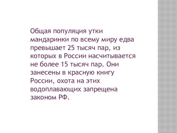 Общая популяция утки мандаринки по всему миру едва превышает 25 тысяч пар,