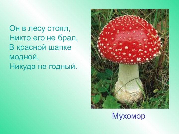 Он в лесу стоял, Никто его не брал, В красной шапке модной, Никуда не годный. Мухомор