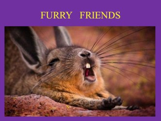 Презентация FURRY FRIENDS для 3 класса. презентация к уроку по иностранному языку (3 класс)