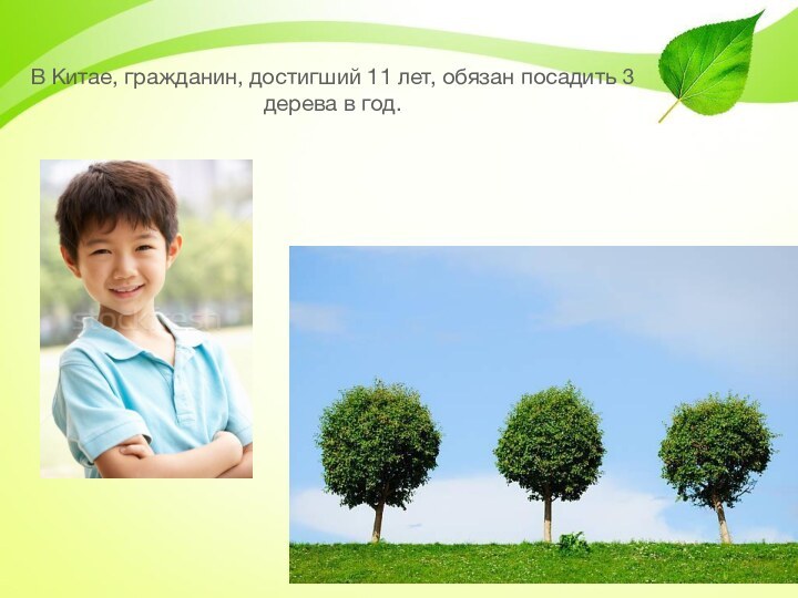 В Китае, гражданин, достигший 11 лет, обязан посадить 3 дерева в год.