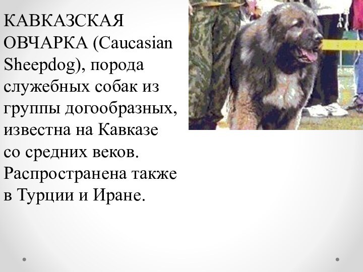 КАВКАЗСКАЯ ОВЧАРКА (Caucasian Sheepdog), порода служебных собак из группы догообразных, известна на