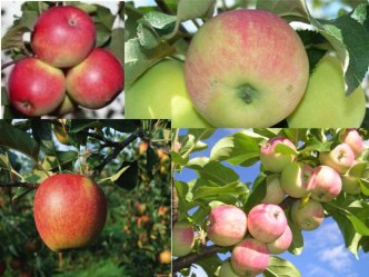 Презентация презентация к уроку (1 класс)