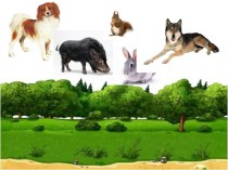Электронная дидактическая игра Животные леса компьютерная программа по окружающему миру (старшая группа)