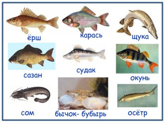 конспект урока окружающего мира 1 класс по теме Насекомые,птицы, рыбы, звери план-конспект урока по окружающему миру (1 класс)