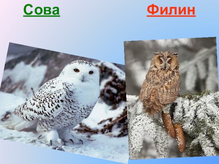 Сова           Филин