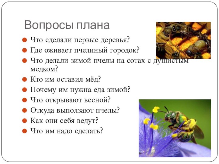 Вопросы планаЧто сделали первые деревья?Где оживает пчелиный городок?Что делали зимой пчелы на