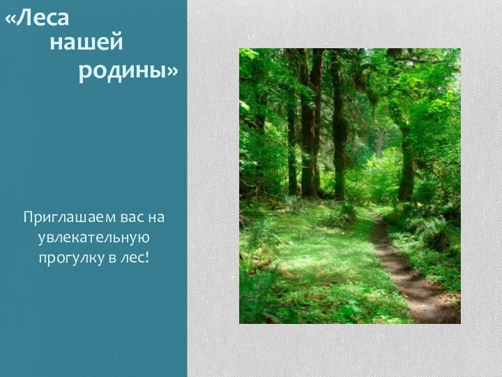 Приглашаем вас на увлекательную прогулку в лес!«Леса