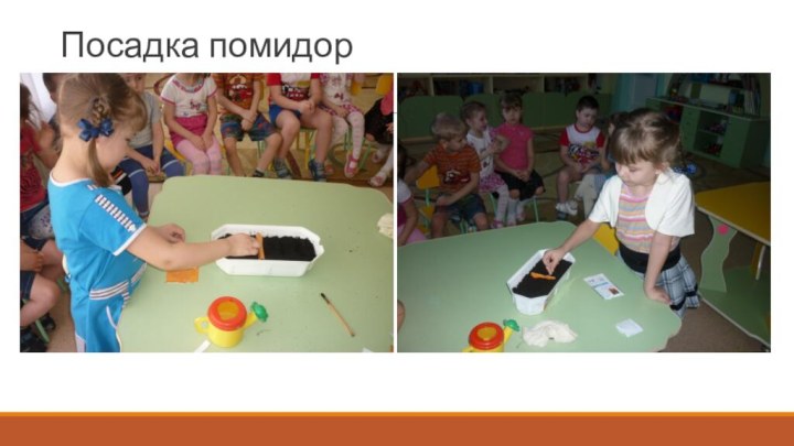 Посадка помидор