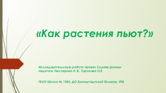 Как растения пьют Исследовательская работа воспитанника старшей группы Судаева Даниила Андреевича презентация к уроку по окружающему миру (старшая группа)