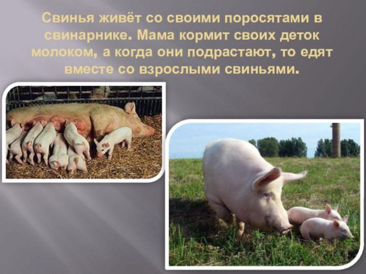 Свинья живёт со своими поросятами в свинарнике. Мама кормит своих деток
