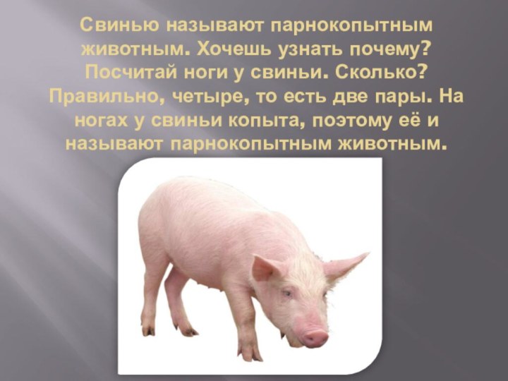 Свинью называют парнокопытным животным. Хочешь узнать почему? Посчитай ноги у свиньи. Сколько?