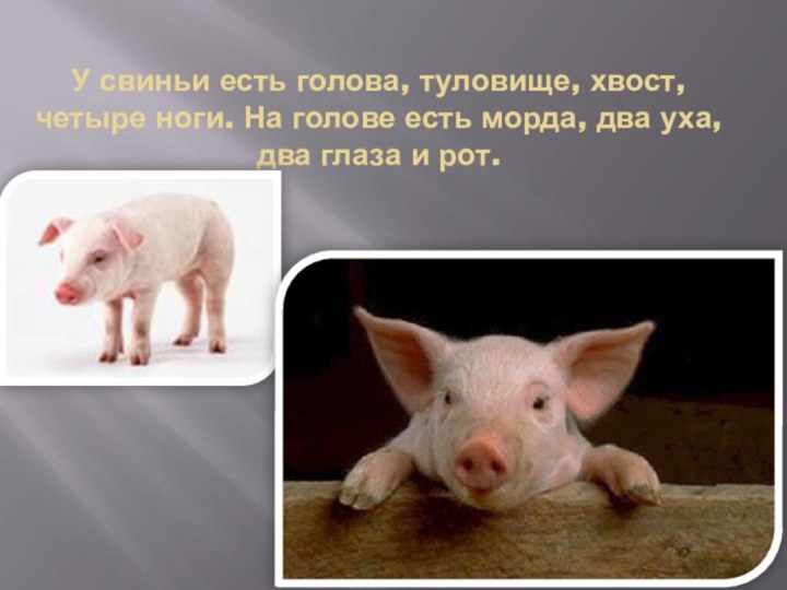 У свиньи есть голова, туловище, хвост, четыре ноги. На голове есть морда,
