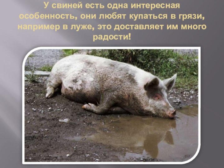 У свиней есть одна интересная особенность, они любят купаться в грязи,