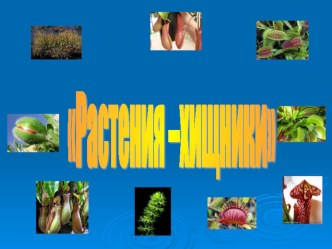 Конспект внеклассного урока Хищные растения презентация к уроку по окружающему миру (1 класс)