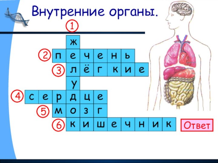 Внутренние органы.Ответ123456