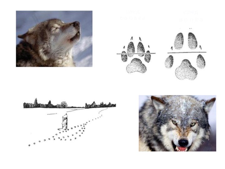 след в о л к аслед с о б а к и