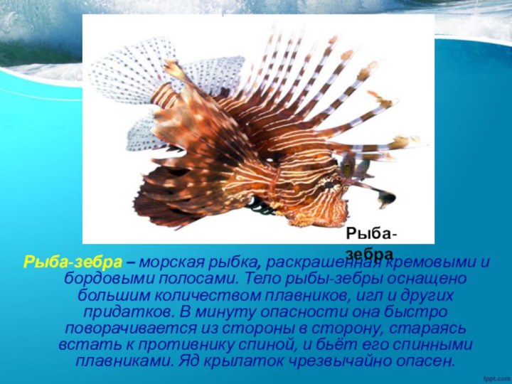 Рыба-зебра – морская рыбка, раскрашенная кремовыми и бордовыми полосами. Тело рыбы-зебры оснащено