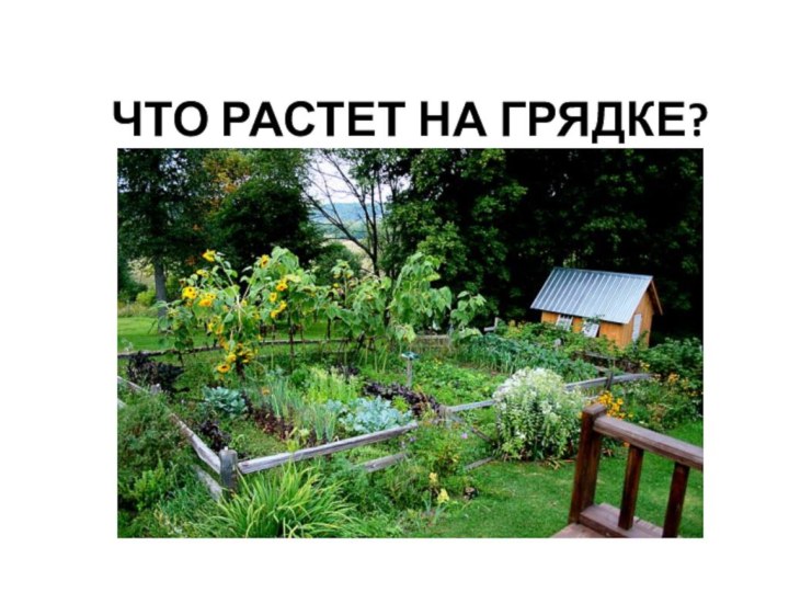 ЧТО РАСТЕТ НА ГРЯДКЕ?