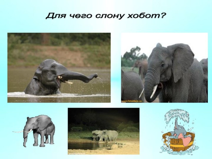Для чего слону хобот?