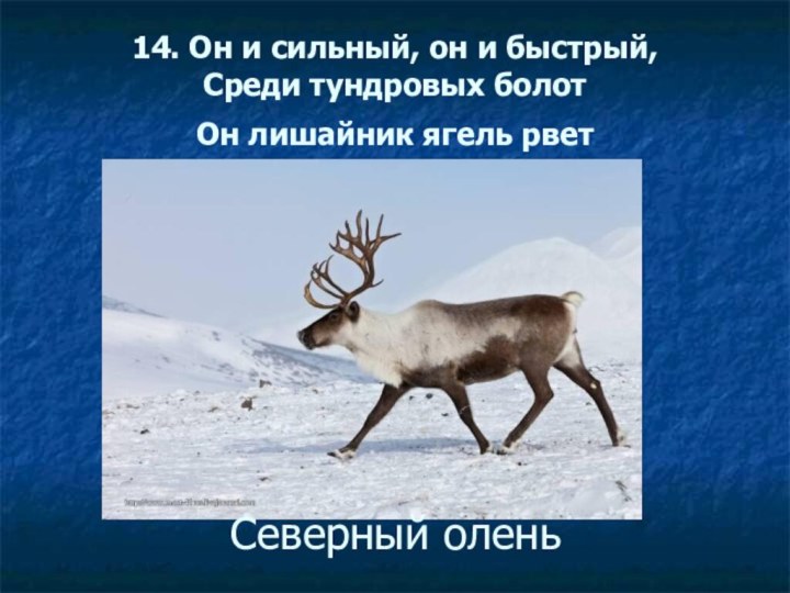 14. Он и сильный, он и быстрый, Среди тундровых болот Он лишайник ягель рвет Северный олень