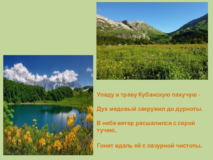 Упаду в траву Кубанскую пахучую -   Дух медовый закружил до дурноты.