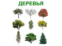 Названия деревьев презентация по окружающему миру по теме