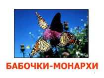 Презентация Бабочки - монархи презентация к уроку по изобразительному искусству (изо)