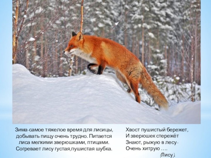 Зима-самое тяжелое время для лисицы,добывать пищу очень трудно. Питается лиса мелкими