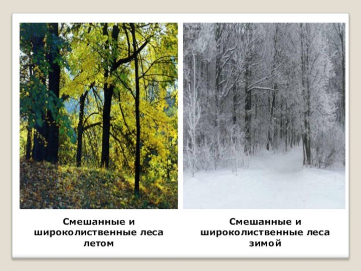Смешанные и широколиственные леса летомСмешанные и широколиственные леса зимой