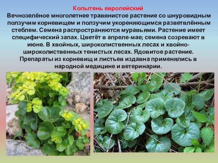 Копытень европейский Вечнозелёное многолетнее травянистое растение со шнуровидным ползучим корневищем и