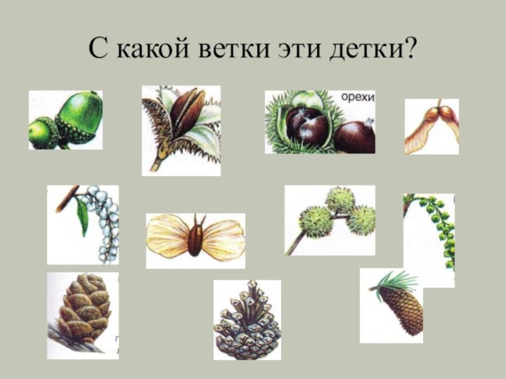 С какой ветки эти детки?