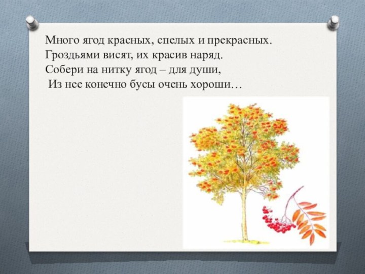 Много ягод красных, спелых и прекрасных. Гроздьями висят, их красив наряд.