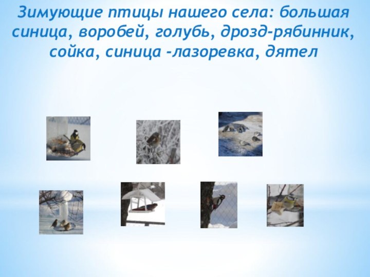 Зимующие птицы нашего села: большая синица, воробей, голубь, дрозд-рябинник, сойка, синица -лазоревка, дятел