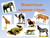 Презентация Животные жарких стран презентация к уроку по логопедии (старшая, подготовительная группа) по теме