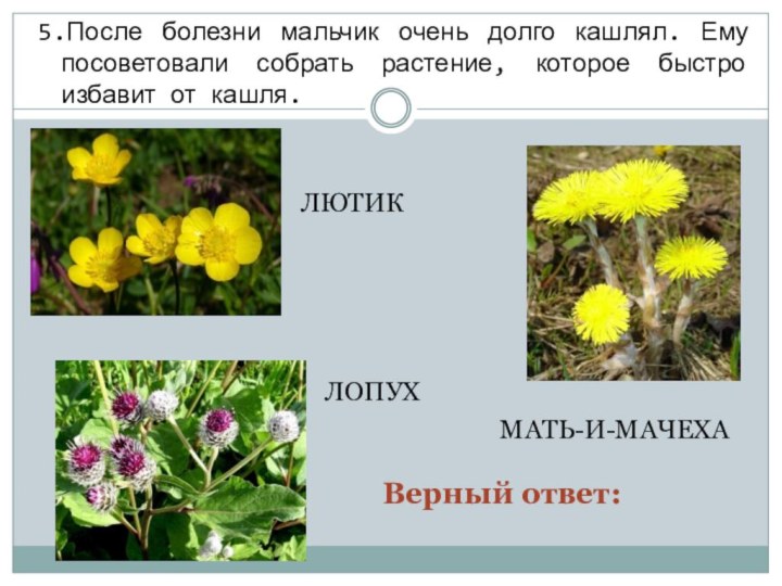 5.После болезни мальчик очень долго кашлял. Ему посоветовали собрать растение, которое быстро избавит от кашля.МАТЬ-И-МАЧЕХАЛЮТИКЛОПУХВерный ответ: